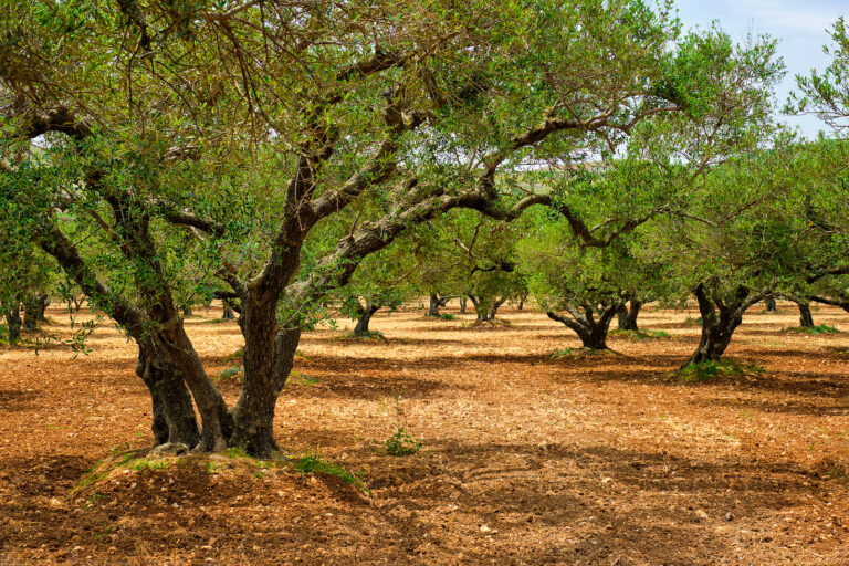 How to Grow Olea – Olives