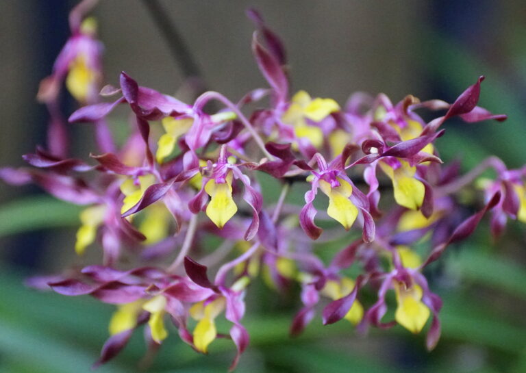 How to Grow Oncidium