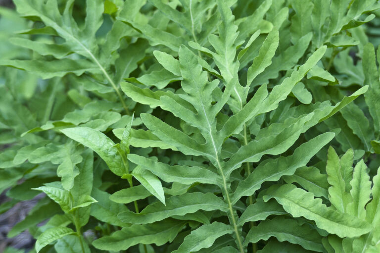 How to Grow Onoclea – Sensitive Fern