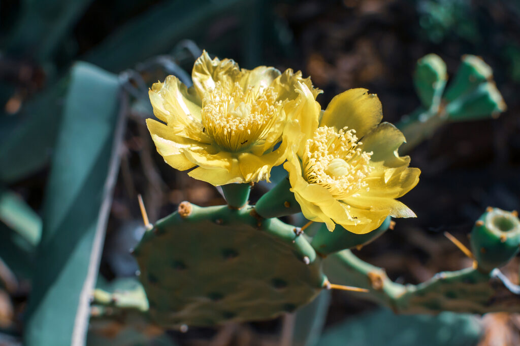 Prickly Pear Cactus -- Opuntia, ficus-indica