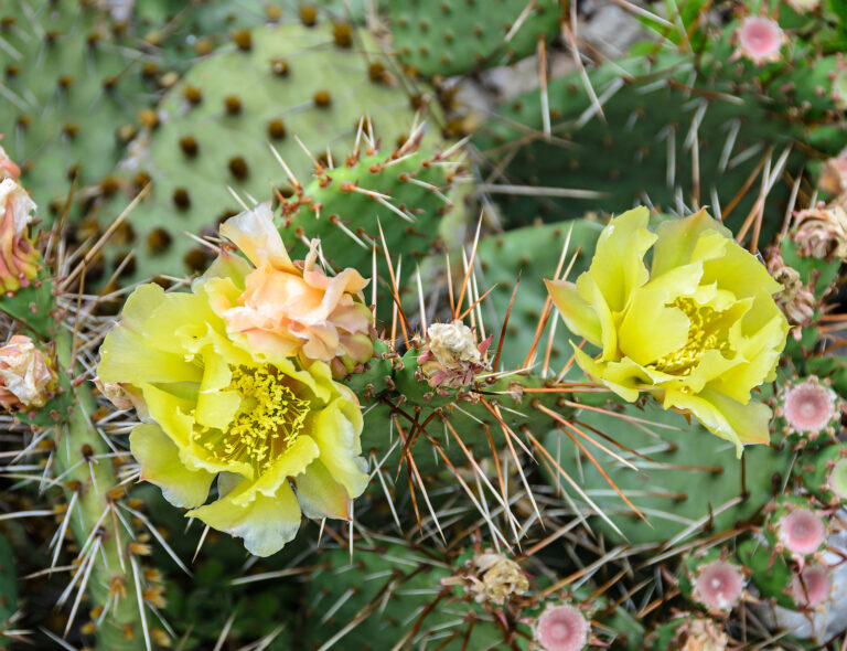 How to Grow Opuntia – Prickly Pear – Bunny Ears