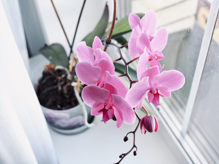 How to Grow Orchids