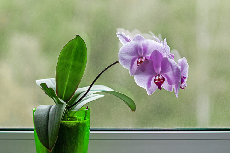 12 Favorite Orchids to Grow Indoors