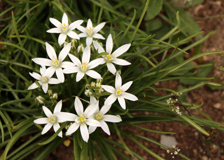 How to Grow Star-of-Bethlehem — Ornithogalum