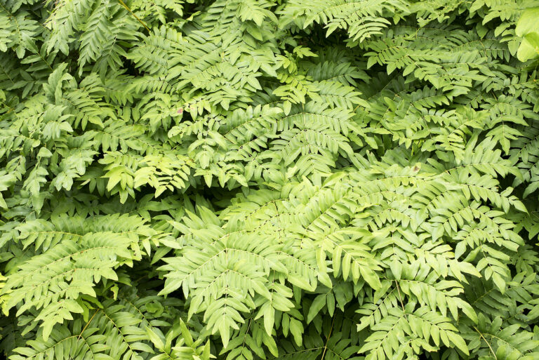 How to Grow Osmunda – Royal Fern