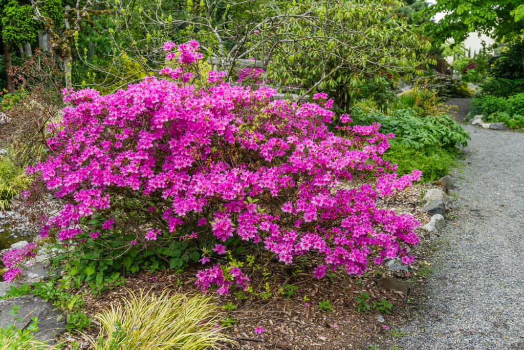 A brilliant pink Azalea bush in a garden in Seata, Washington.