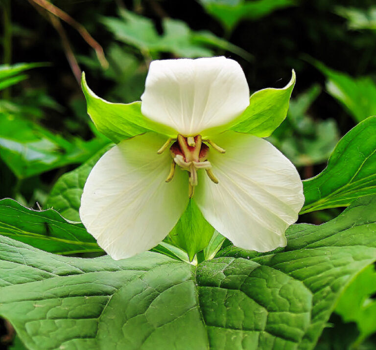 Pacific Northwest Gardening