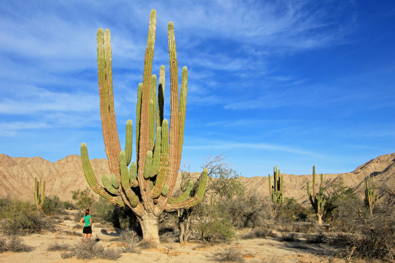 How to Grow Pachycereus – Indian Comb