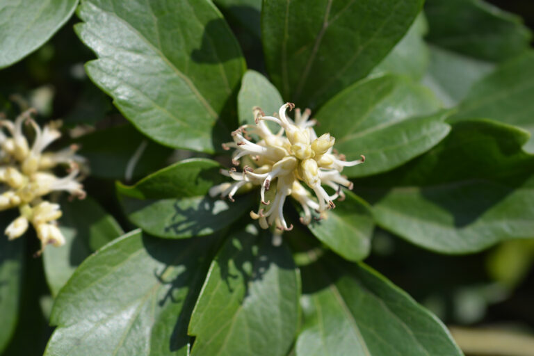 How to Grow Spurge – Pachysandra