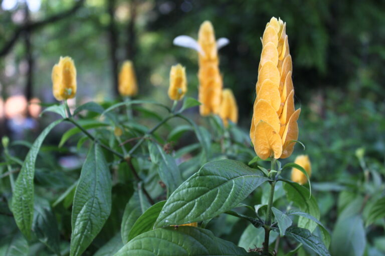 How to Grow Lollipop Plant — Pachystachys