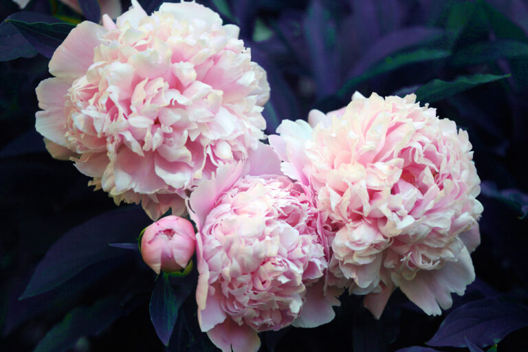 How to Grow and Care for Peony — Paeonia