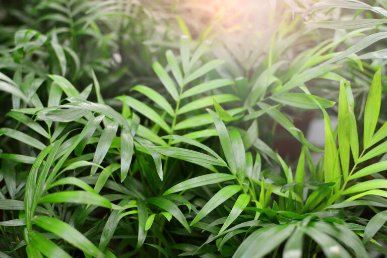 How to Grow Indoor Palms