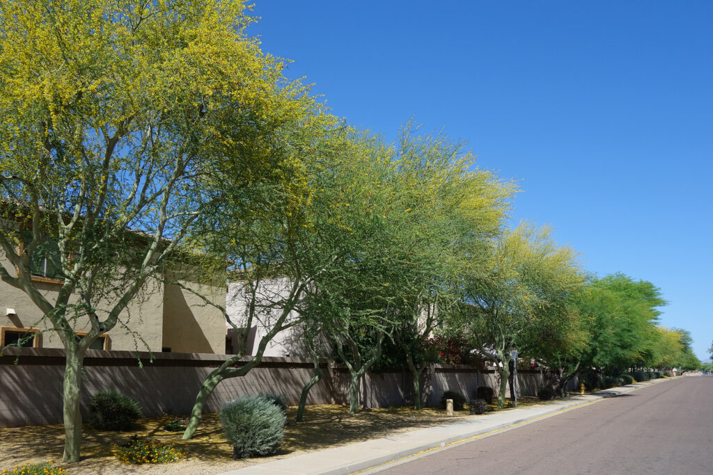 Blooming Palo Verde trees, Cercdium