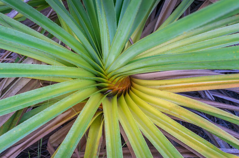 How to Grow Screw Pine — Pandanus