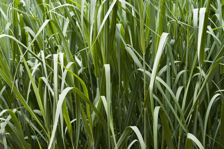 How to Grow Switch Grass – Panicum