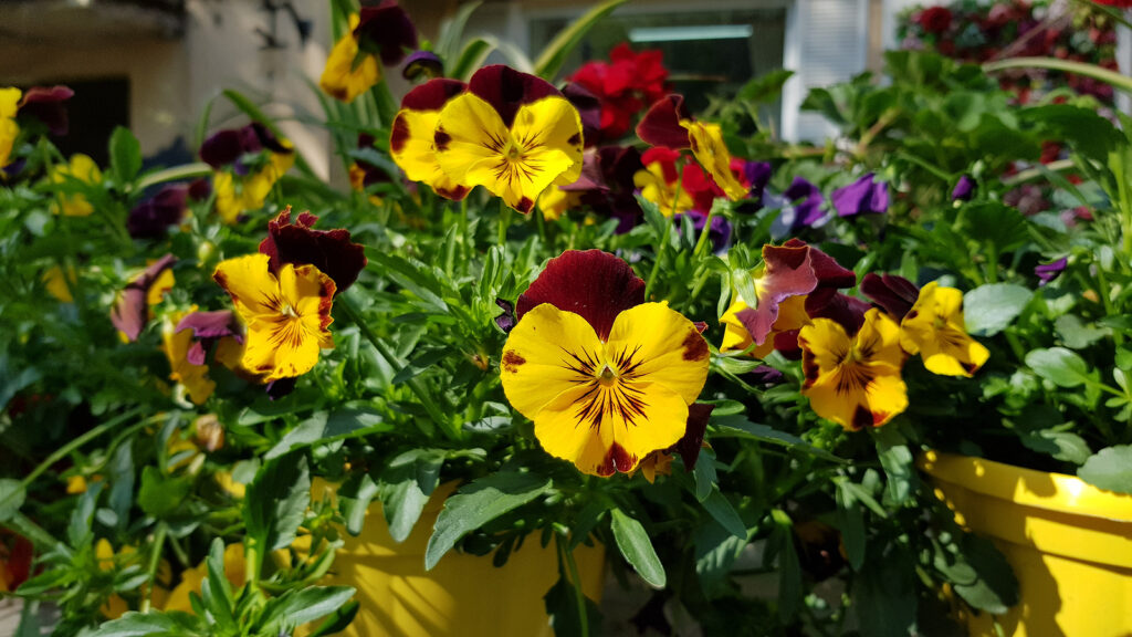 Pansies