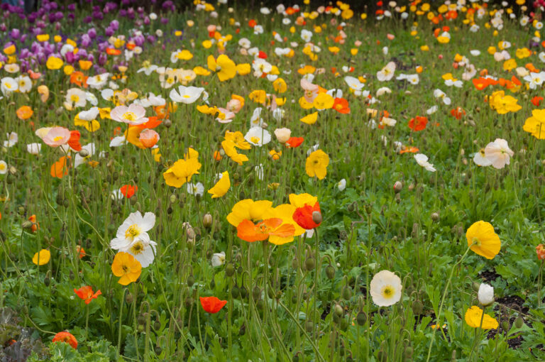 August Flower Garden Tips Zone-by-Zone