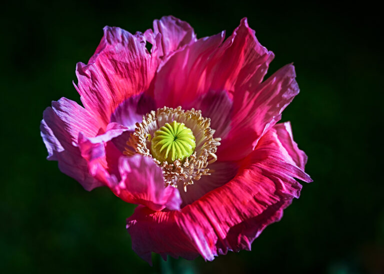 How to Grow Oriental Poppy — Papaver