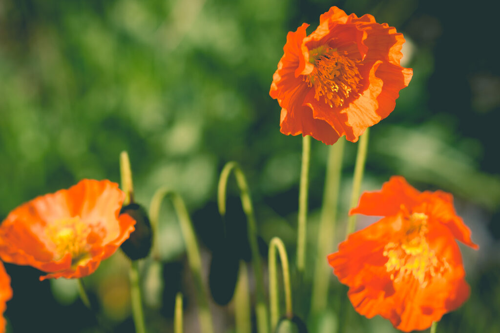 Papaver orientale 'Helen Elizabeth' (Oriental Poppy)