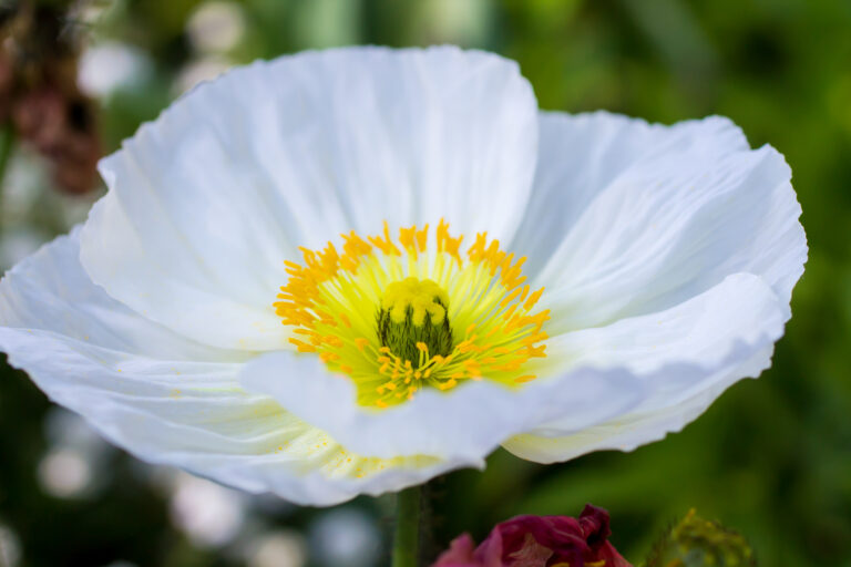 How to Grow and Care for Poppies
