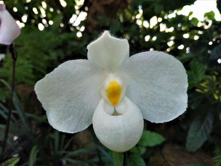 How to Grow Paphiopedilum Orchid