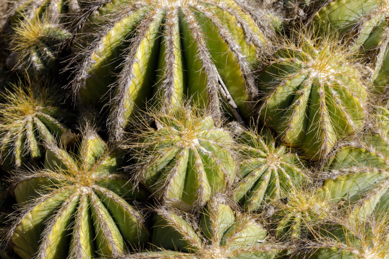 How to Grow Parodia