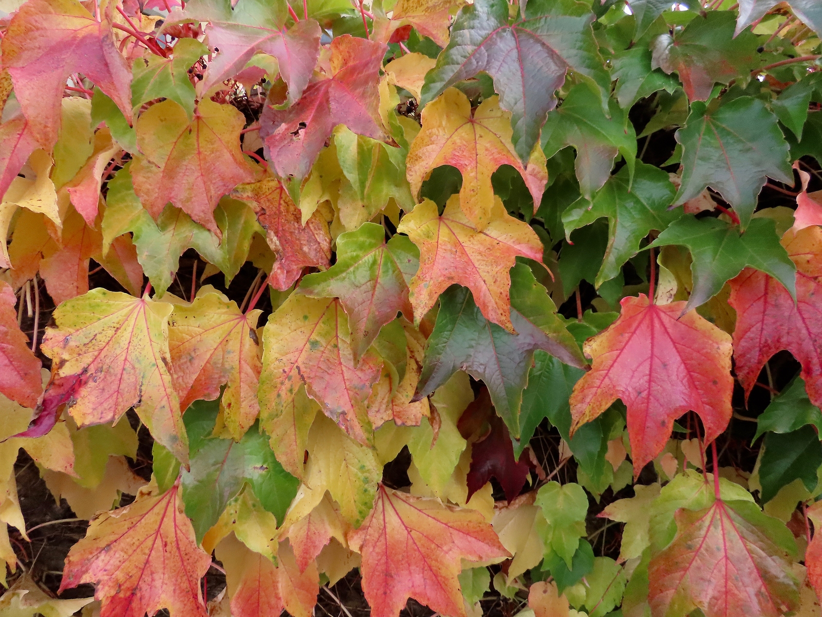 Boston ivy