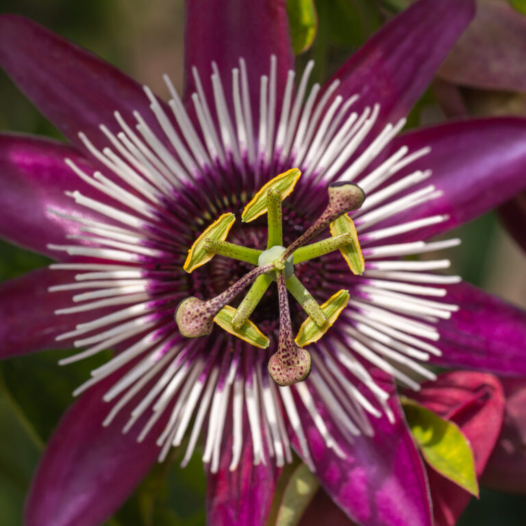 How to Grow Passiflora — Passionflower