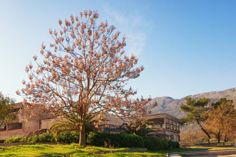 How to Grow Royal Paulownia