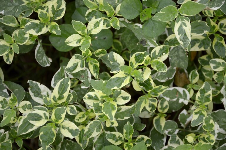 How to Grow Devil’s Backbone — Pedilanthus