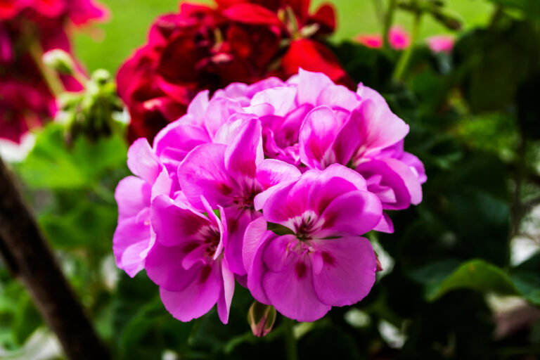 How to Grow Geranium — Pelargonium