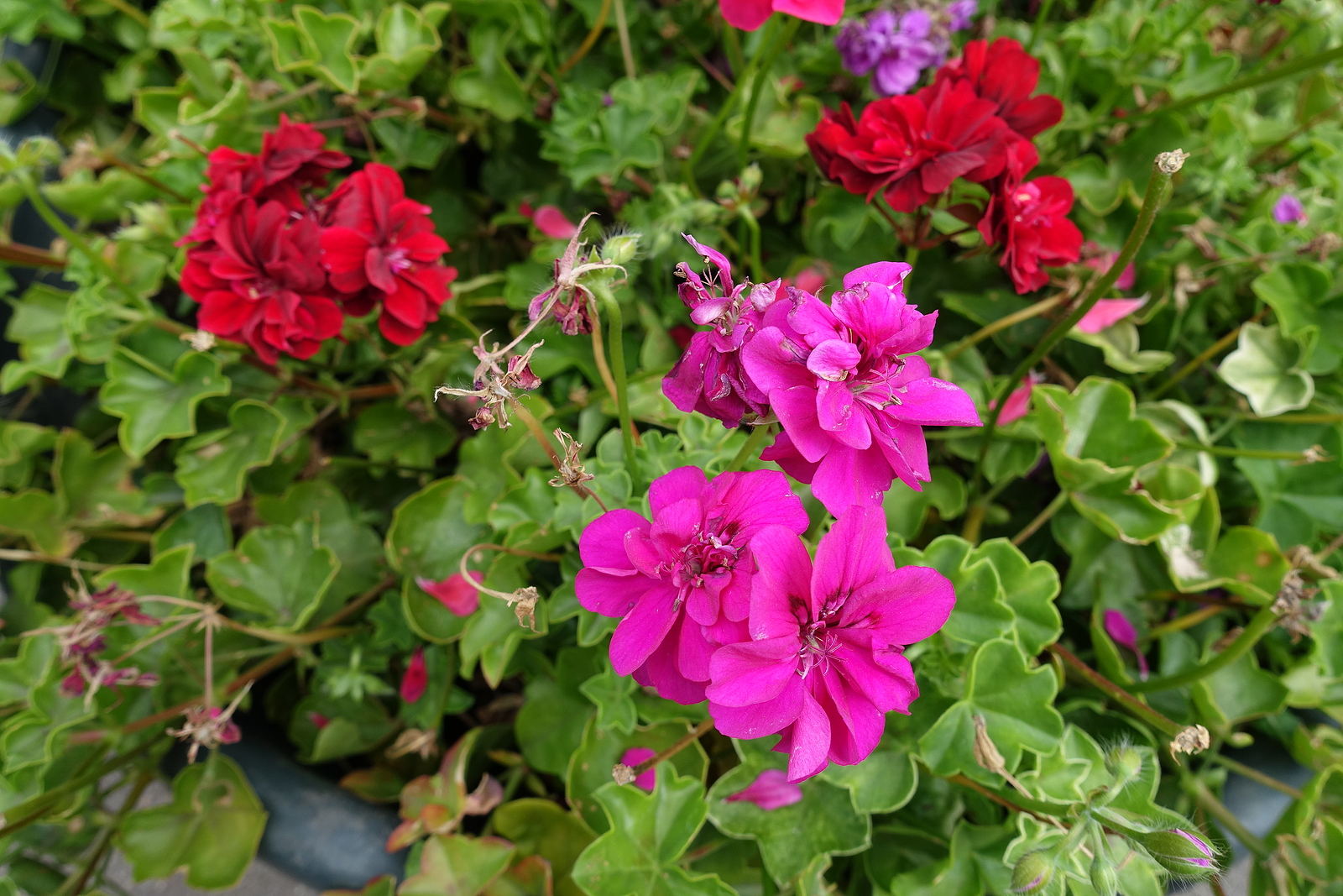 pelargonium in August