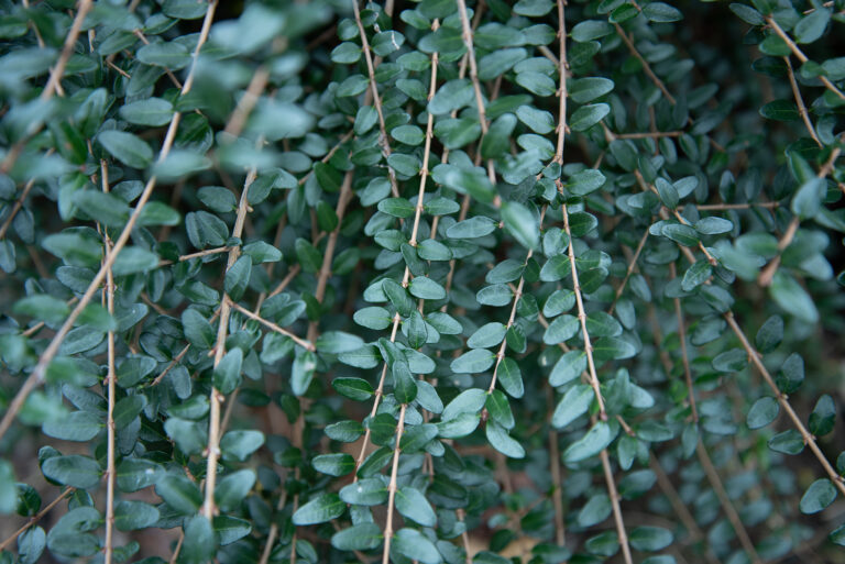 How to Grow Button Fern — Pellaea