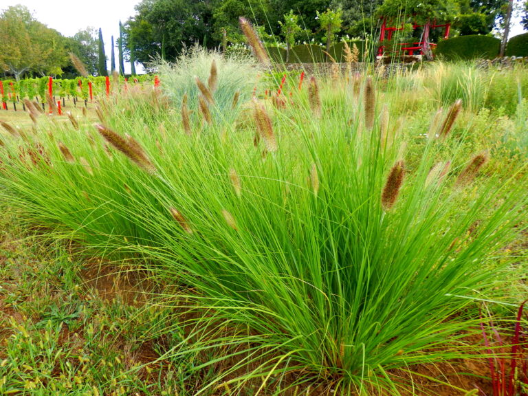 How to Grow Fountain Grass – Pennisetum