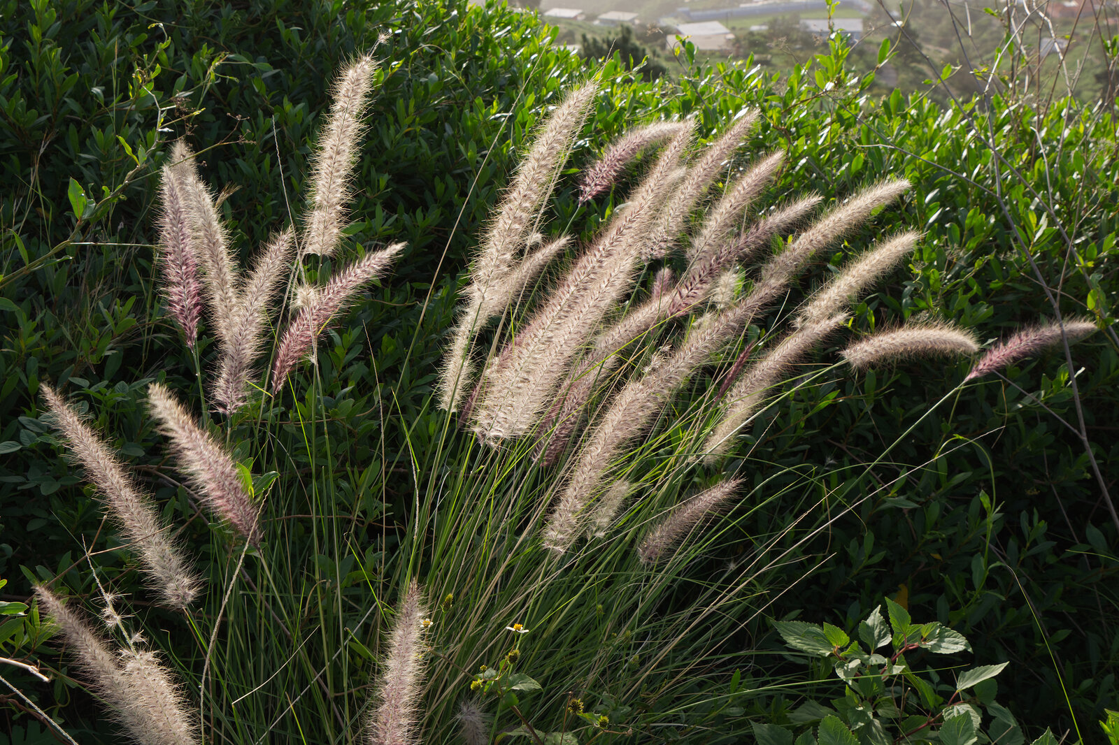 Pennisetum