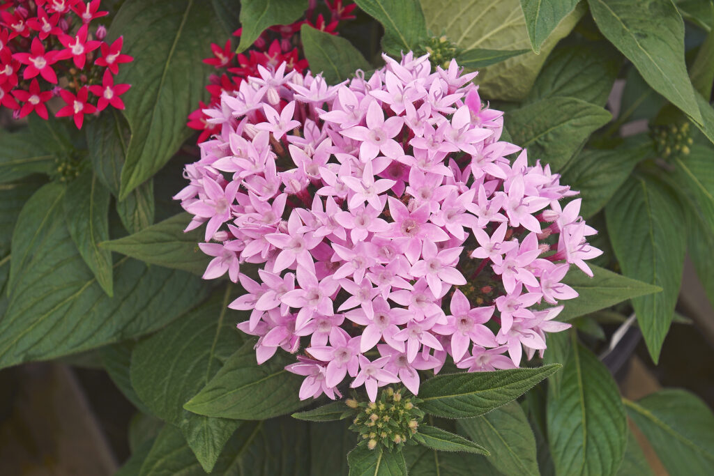 How to Grow Pentas