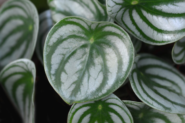 How to Grow Peperomia