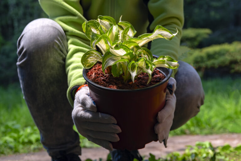 How to Plant Perennials