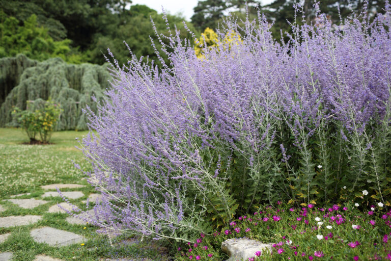 How to Grow Russian Sage — Perovskia