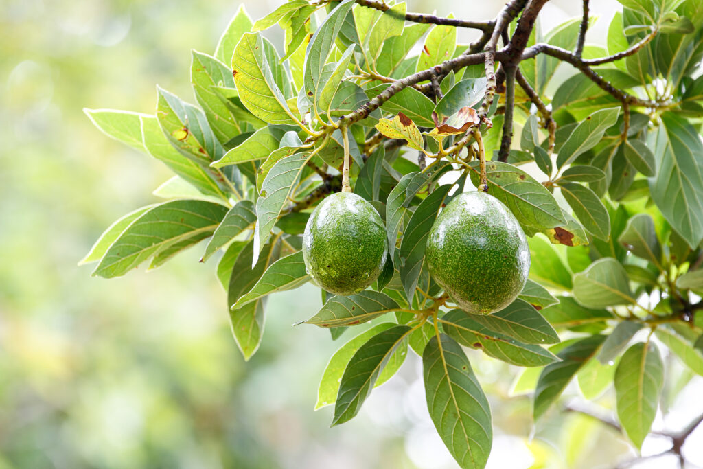 Avocado fruit, Persea americana