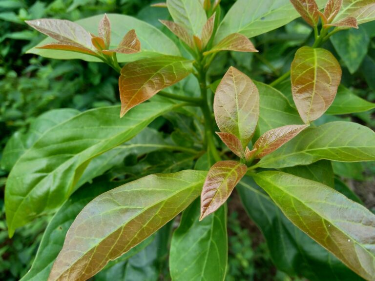 How to Grow Avocado — Persea