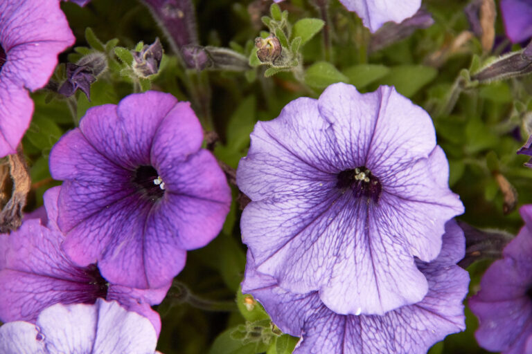 How to Grow and Care for Petunias
