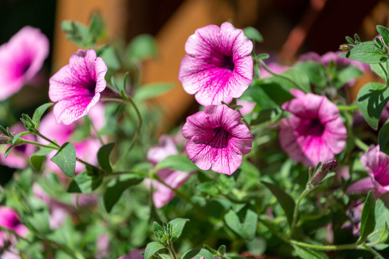How to Care for Annual Flowers