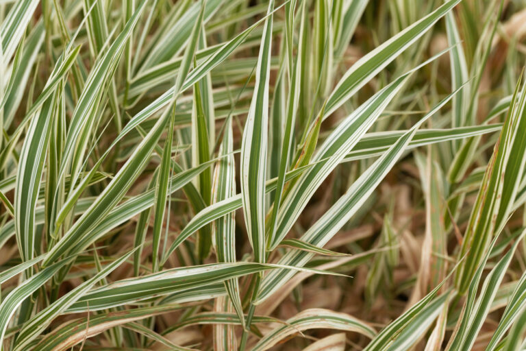 How to Grow Ribbon Grass – Phalaris