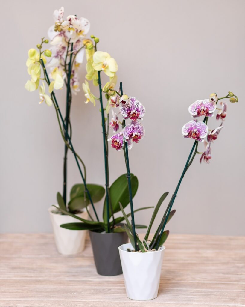Moth orchids, Phalaenopsis 