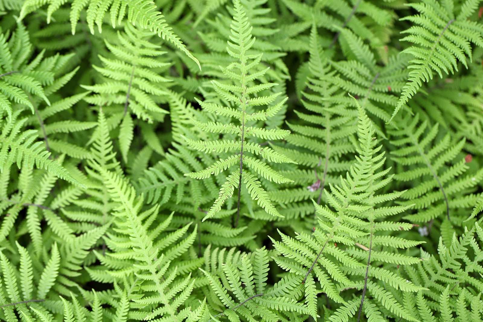 How to Grow Phegopteris - Beech Fern