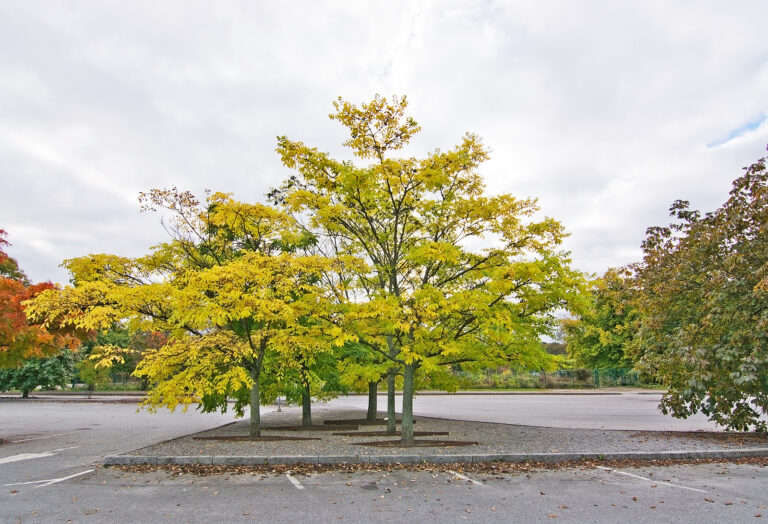 How to Grow Cork Tree — Phellodendron  