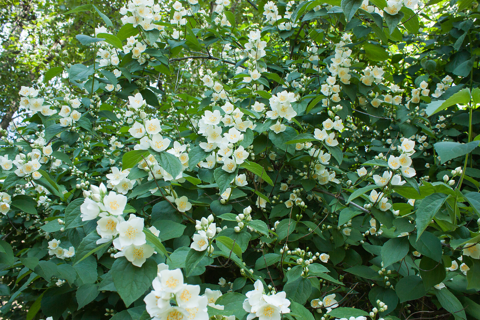 Philadelphus