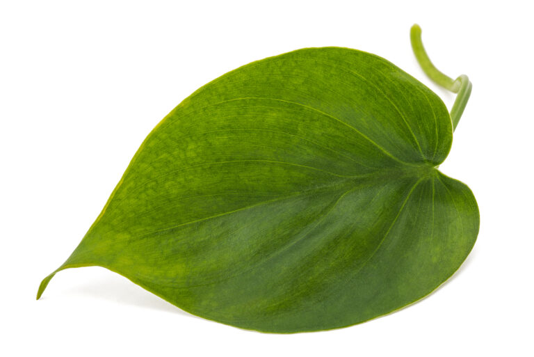 How to Grow Philodendron