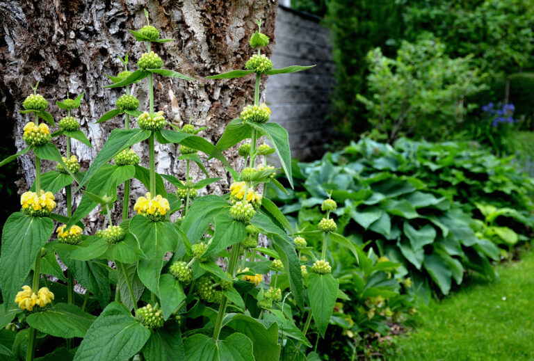 How to Grow Jerusalem Sage — Phlomis
